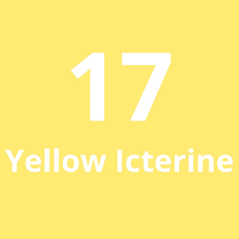 Imagen de Cadena Corta #17 Yellow Icterine