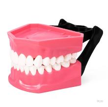 Imagen de Tipodonto jumbo