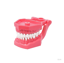 Imagen de Tipodonto Adulto