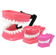 Imagen de Tipodontos Didácticos