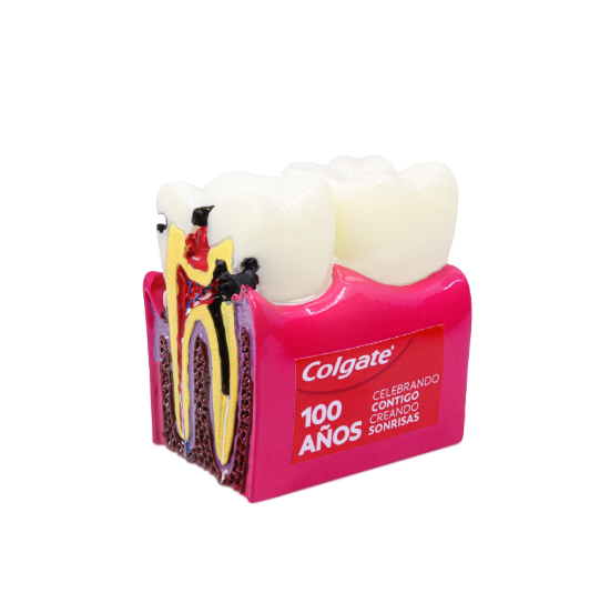 Imagen de Regalo Tipodonto Caries