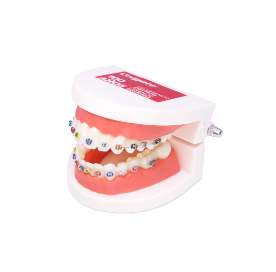 Imagen de Regalo Tipodonto Ortodontico Dientes Alineados